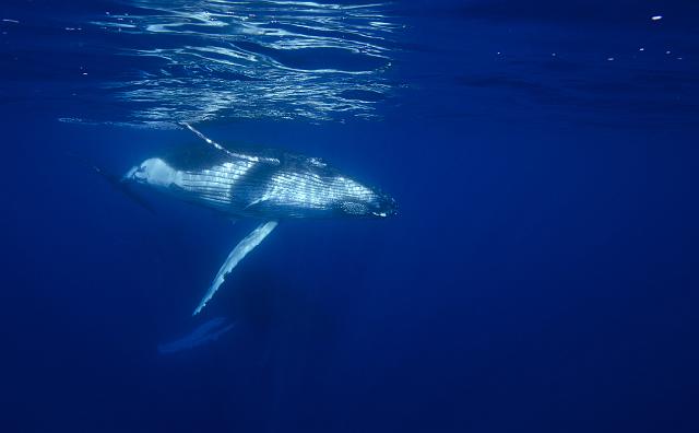 FMazeas site tupasurf_001.jpg